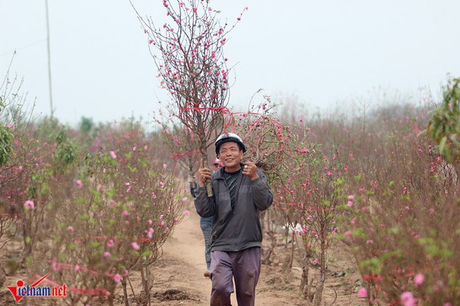 Đào Nhật Tân khoe sắc sớm, người trồng lo trắng tay - Ảnh 2.