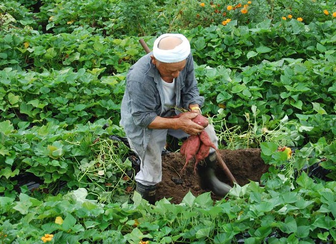 Khoai lang Nhật 500 ngàn/củ, chị em chia nhau từng lát - Ảnh 2.