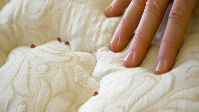 Giường sạch đến mấy vẫn có thể có rệp: Cách diệt rệp không cần hóa chất để bảo vệ gia đình - Ảnh 2.