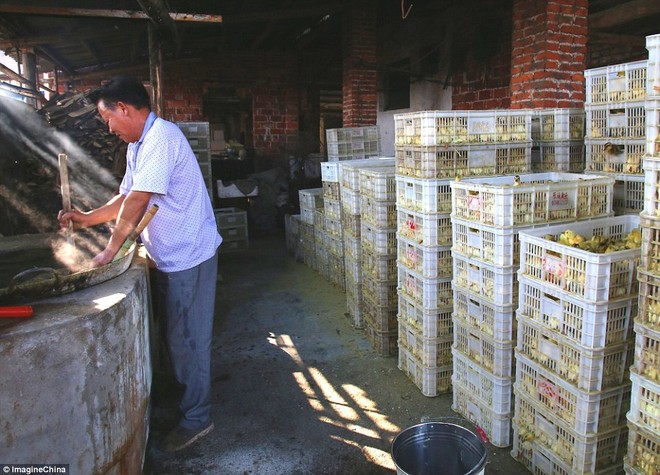 Trung Quốc: Hàng nghìn chú vịt non bị luộc sống mỗi ngày vì không thể đẻ trứng - Ảnh 5.