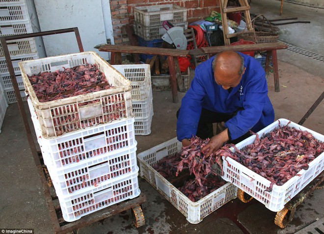 Trung Quốc: Hàng nghìn chú vịt non bị luộc sống mỗi ngày vì không thể đẻ trứng - Ảnh 9.
