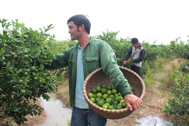 Thu nhập hàng trăm triệu/năm nhờ về làng thuê đất trồng chanh 4 mùa và táo ngọt - Ảnh 1.