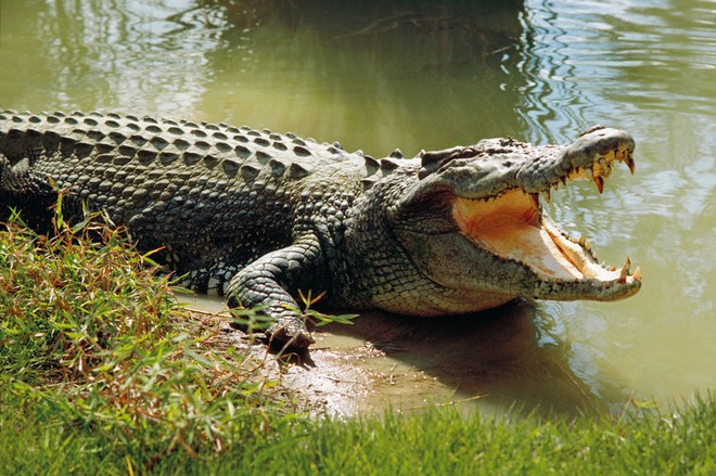 Cá sấu bị ăn tươi nuốt sống vì dám cả gan tấn công kẻ địch to hơn gấp bội - Ảnh 1.