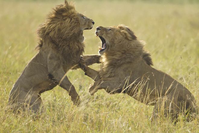 Sư tử đại chiến: Khi răng nanh và móng vuốt là vũ khí của những vị vua - Ảnh 1.