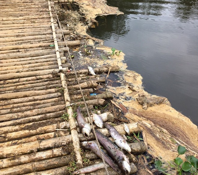 Cá chết nổi trắng mặt sông, kéo dài cả chục km ở Thanh Hóa - Ảnh 3.