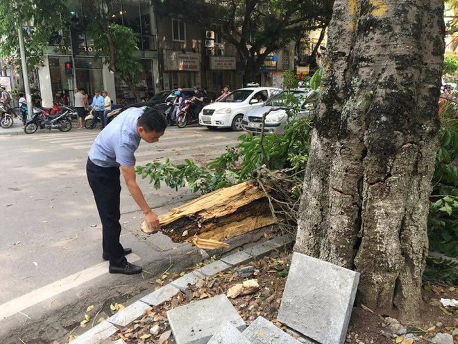 Cây xanh gãy đổ ở Hà Nội, hàng chục người chờ đèn đỏ thoát nạn - Ảnh 1.