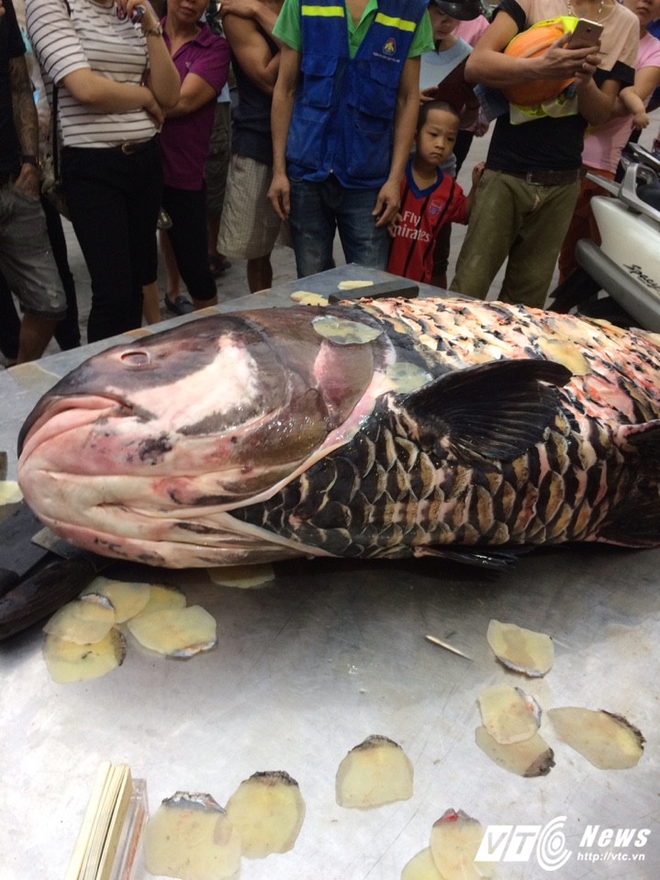 Siêu thủy quái cá hô 200 triệu đồng xuất hiện ở Hà Nội - Ảnh 1.