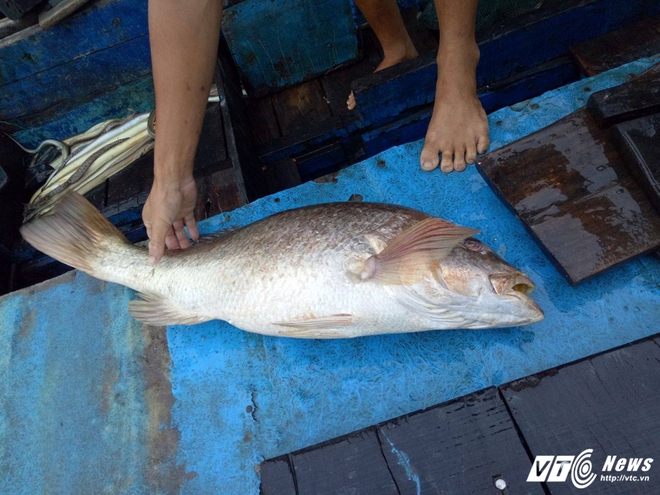 Nam thanh niên câu được cá nghi sủ vàng nặng hơn 7 kg trên biển Vũng Tàu - Ảnh 2.