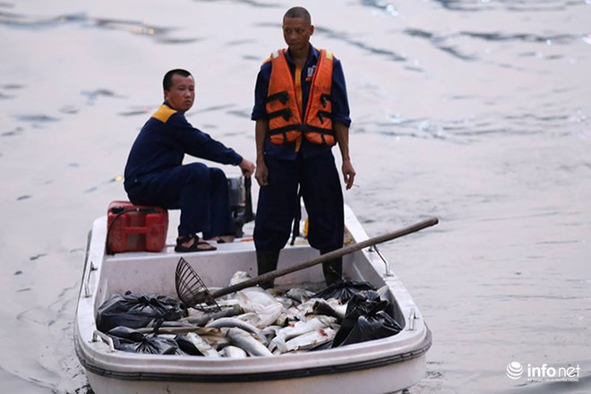 Hà Nội: Sau đúng 1 năm, cá lại chết trắng mặt hồ Hoàng Cầu - Ảnh 2.