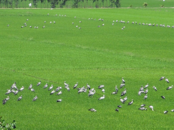 Hàng ngàn con cò ốc xuất hiện trên đồng lúa xã Phú Cường - Ảnh 2.