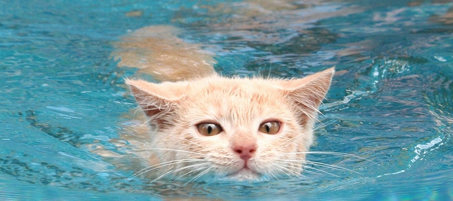 Ai cũng biết loài mèo sợ nước nhưng chính xác thì vì sao lại thế? - Ảnh 1.