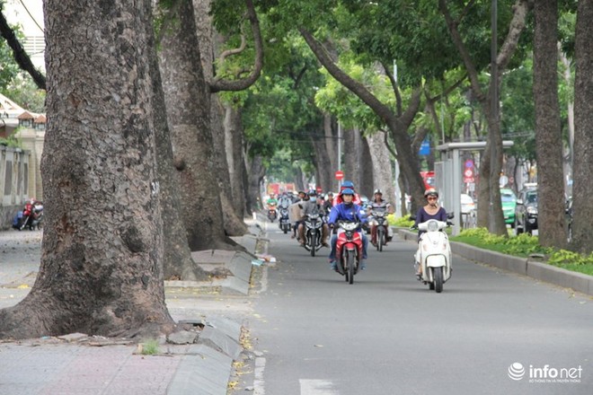 TP.HCM: Ngắm hàng cây cổ thụ gần 100 tuổi trước giờ đốn hạ và di dời - Ảnh 1.