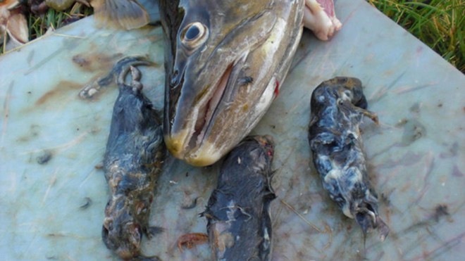 Chuyện lạ: Cá hồi khổng lồ rình rập ăn thịt chuột nhắt - Ảnh 2.
