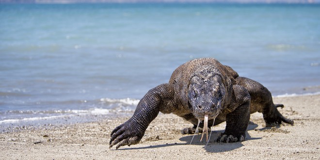 Đi săn kiểu rồng Komodo: Nhàn nhã, thảnh thơi mà vẫn no bụng! - Ảnh 1.