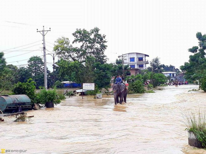 Đàn voi Nepal ra tay cứu giúp 600 người khỏi lũ lụt kinh hoàng  - Ảnh 2.