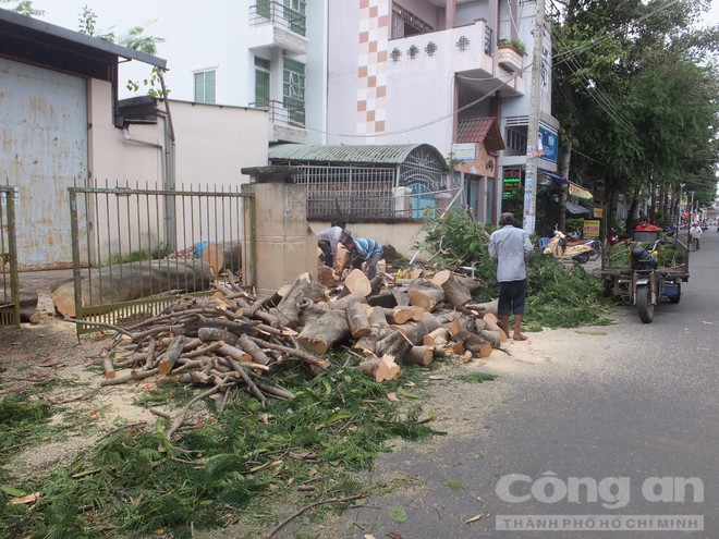 Bác sĩ trưởng khoa nhi nguy kịch vì bị cây phượng 40 năm tuổi đè trúng - Ảnh 1.