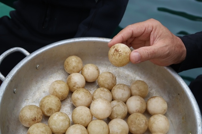 Phát hiện ổ trứng rùa biển 32 quả dưới đáy Cù Lao Chàm - Ảnh 1.