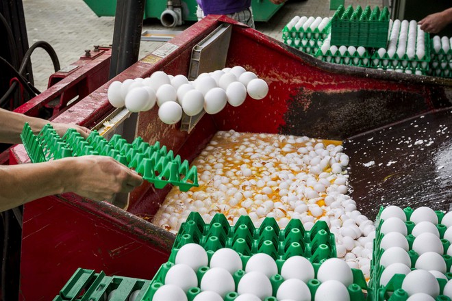 Ngộ độc, nhiễm trùng máu vì tôm bơm tạp chất, sự thật hãi hùng sau món thạch nhiều màu - Ảnh 7.