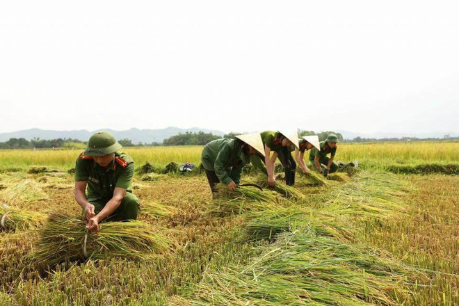 Nữ chiến sĩ công an gặt lúa giúp dân chạy ‘siêu bão’ - Ảnh 1.