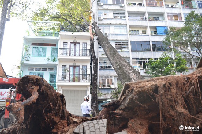 TP.HCM: Cây cổ thụ bật gốc, đè trúng ngôi nhà 3 tầng - Ảnh 1.