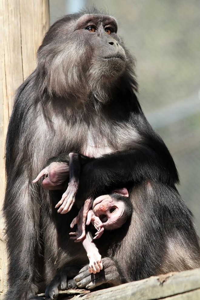 Khoa học giải mã hành vi kỳ lạ chưa từng thấy: Khỉ mẹ ăn xác con non gây tranh cãi - Ảnh 4.