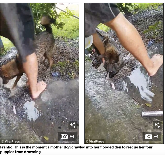 Chó mẹ Việt tát nước cứu đàn con được lên báo nước ngoài - Ảnh 2.