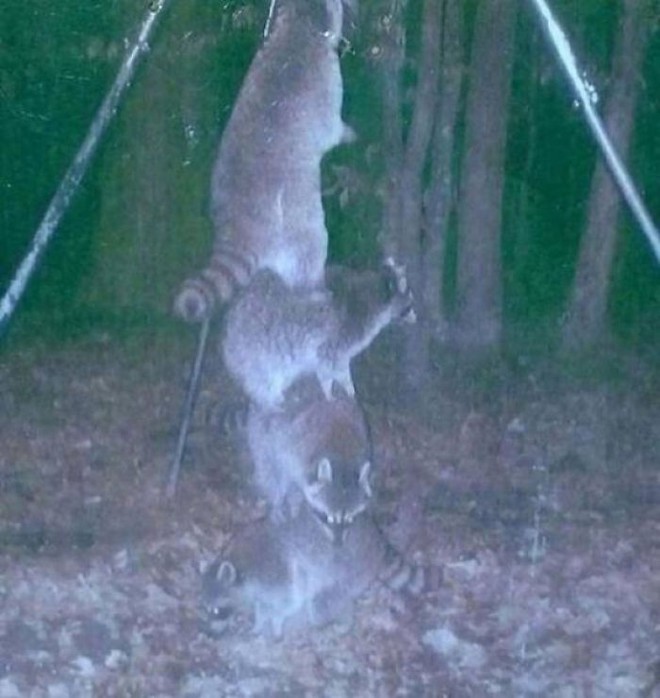 Đặt máy quay lén động vật, thợ săn bất ngờ khi thấy những hành vi kỳ lạ của chúng - Ảnh 1.