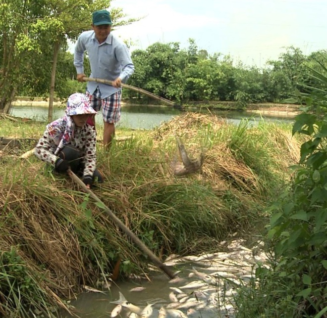 Cá chết nổi trắng đập Hố Chuối, chưa rõ nguyên nhân - Ảnh 1.