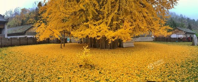 Thảm lá vàng đẹp đến nao lòng dưới gốc cây ngân hạnh nghìn năm tuổi thu hút tới 70.000 du khách/ngày - Ảnh 2.