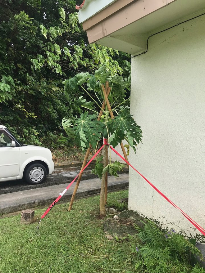 Bão gió đùng đoàng, người phụ nữ vẫn lao ra vườn, oằn mình ôm cây đu đủ và cái kết bất ngờ - Ảnh 2.