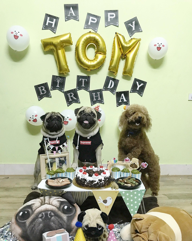 Em cún tên Tom 2 tuổi và tiệc mừng sinh nhật cực hoành tráng, còn mời cả bạn bè tới chơi - Ảnh 1.