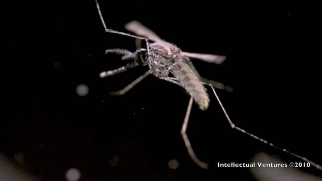 Cách bay ngược đời của muỗi khiến chúng trở nên cực kỳ đáng sợ - Ảnh 2.