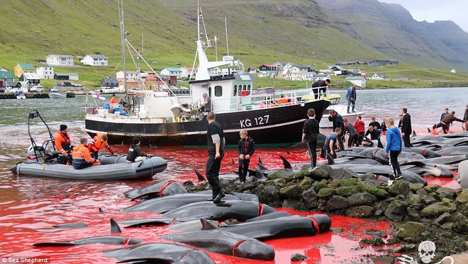 Cả vùng nước chuyển đỏ vì màu: Thảm cảnh hàng ngàn chú cá voi hoa tiêu bị giết hại, xả thịt dã man bên bờ biển - Ảnh 1.