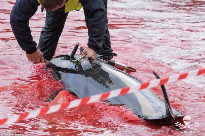 Cả vùng nước chuyển đỏ vì màu: Thảm cảnh hàng ngàn chú cá voi hoa tiêu bị giết hại, xả thịt dã man bên bờ biển - Ảnh 2.