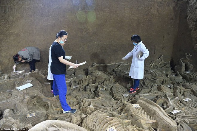 Bí ẩn cổ mộ 2.400 năm chứa hơn 100 xác ngựa ở Trung Quốc - Ảnh 2.