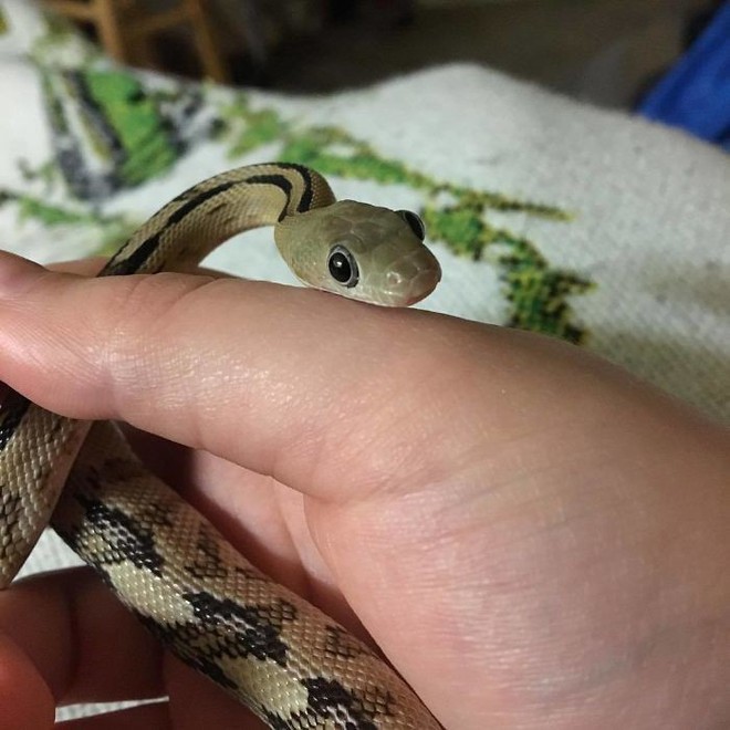 17 chú rắn mini đáng yêu khiến bạn thay đổi cái nhìn về loài này - Ảnh 2.