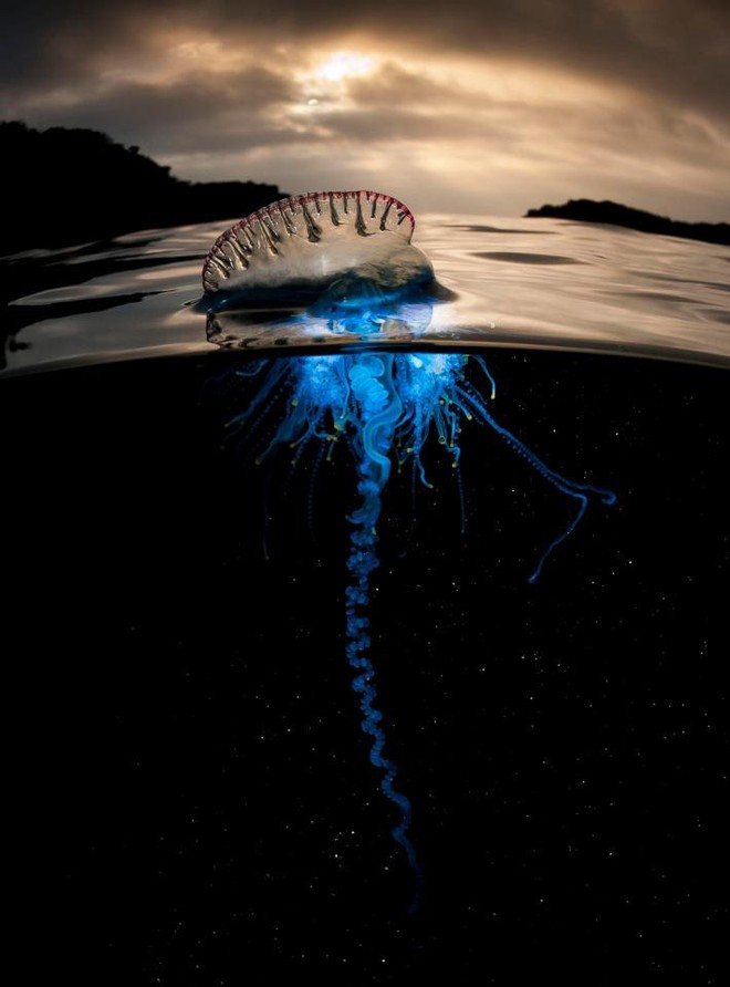 Đang mải mê theo dõi sứa lông châm, bất ngờ cả đoàn quay phim của BBC vội vã lên bờ - Ảnh 3.