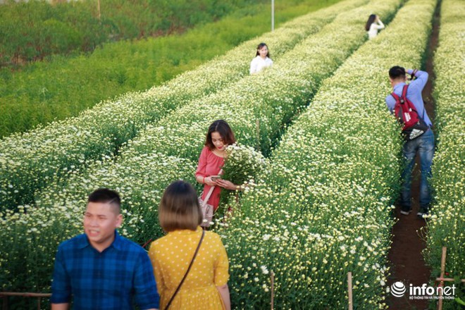 Giới trẻ Hà thành đua nhau tạo dáng với cúc họa mi đầu mùa - Ảnh 1.