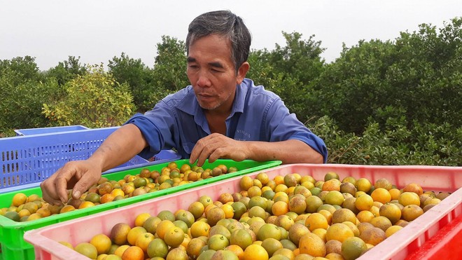 Sợ kháng sinh, mẹ Việt tự tay làm siro ho cho con: Cẩn thận nguy cơ nhiễm độc, ngộ độc - Ảnh 3.