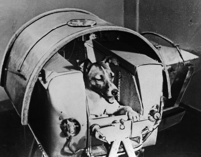 Bị quên lãng sau 54 năm lập công, giờ đây cô mèo đầu tiên bay vào không gian đang được đòi lại công bằng - Ảnh 1.