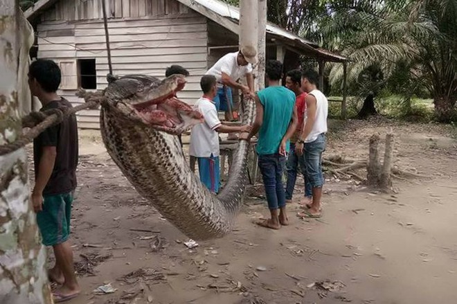 Bắt rắn bằng tay không trên tàu điện ngầm, đây chính là người hùng hot nhất mạng xã hội Indonesia - Ảnh 4.