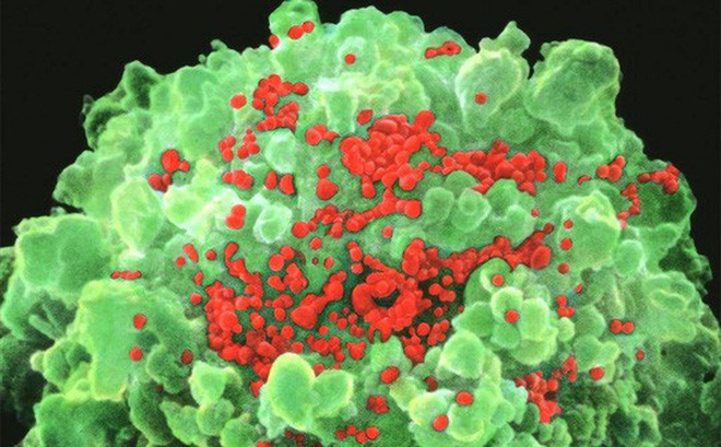 Tìm ra loại thuốc khiến con người bớt sợ HIV - Ảnh 1.