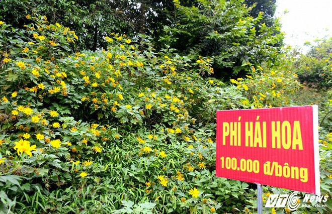 Cận cảnh loài hoa rừng có phí hái 100.000 đồng một bông - Ảnh 2.