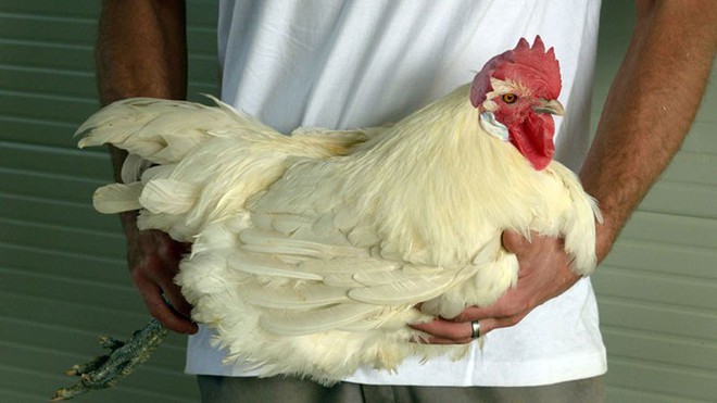 Tại sao loại thịt gà này giá ‘đắt khét’, lên tới 1 triệu đồng/kg? - Ảnh 1.
