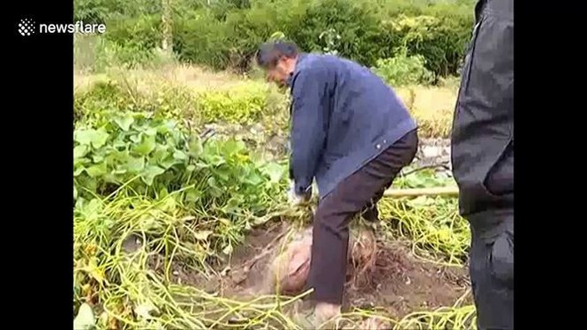 Củ khoai lang khổng lồ nặng 41 kg của nông dân Trung Quốc Thế giới - Ảnh 1.