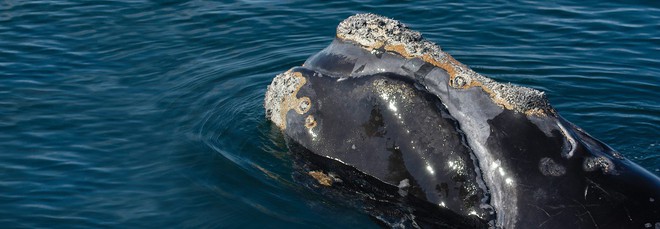 Sau một năm 2017 chết chóc, loài cá voi siêu hiếm này chính thức có nguy cơ tuyệt chủng - Ảnh 1.