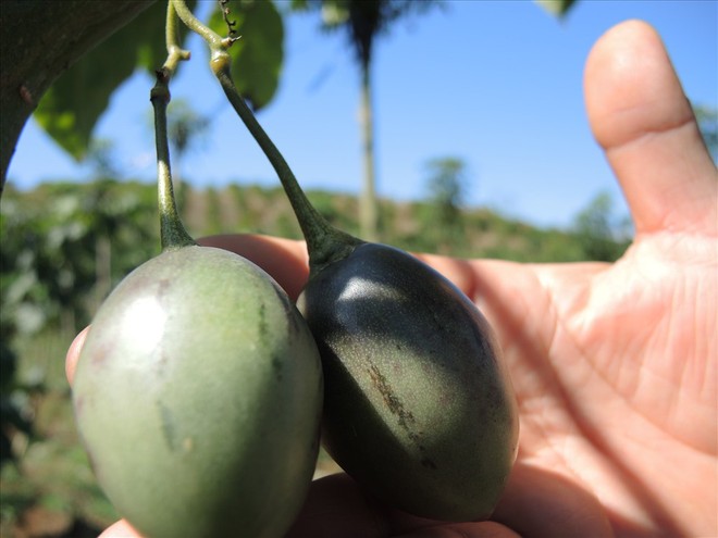 Người dân Lâm Đồng trồng được giống quả quý, giá tiền triệu - Ảnh 2.