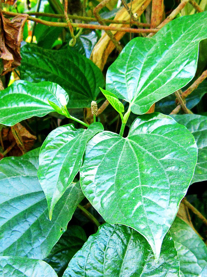 Loại cây mọc hoang ở Việt Nam, khoa học coi là vị thuốc quý phòng ngừa nhiều bệnh - Ảnh 1.