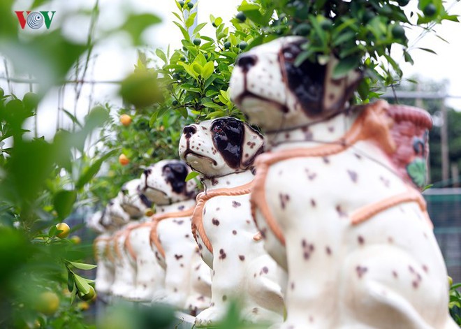 Ảnh: Độc đáo quất bonsai trồng trên lưng những chú chó đốm - Ảnh 2.