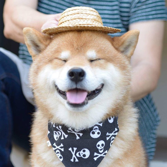 Chú chó Shiba Inu đẹp trai, vui tính được mệnh danh thánh biểu cảm của Nhật Bản - Ảnh 1.